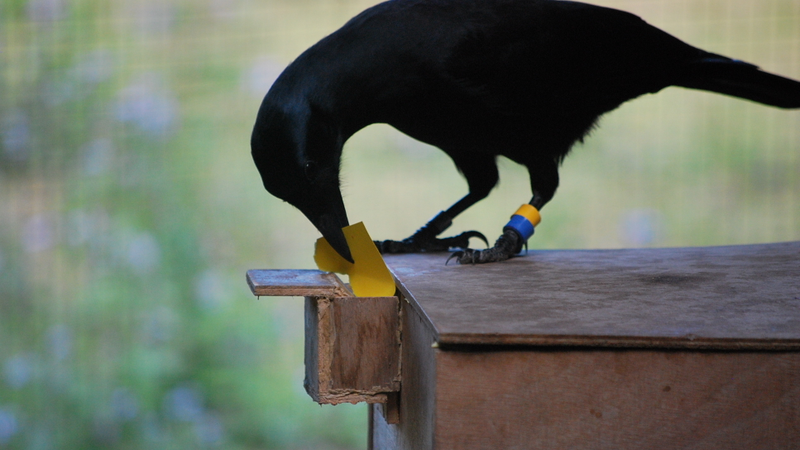 A New Caledonian crow inserts a card tool into food dispenser.